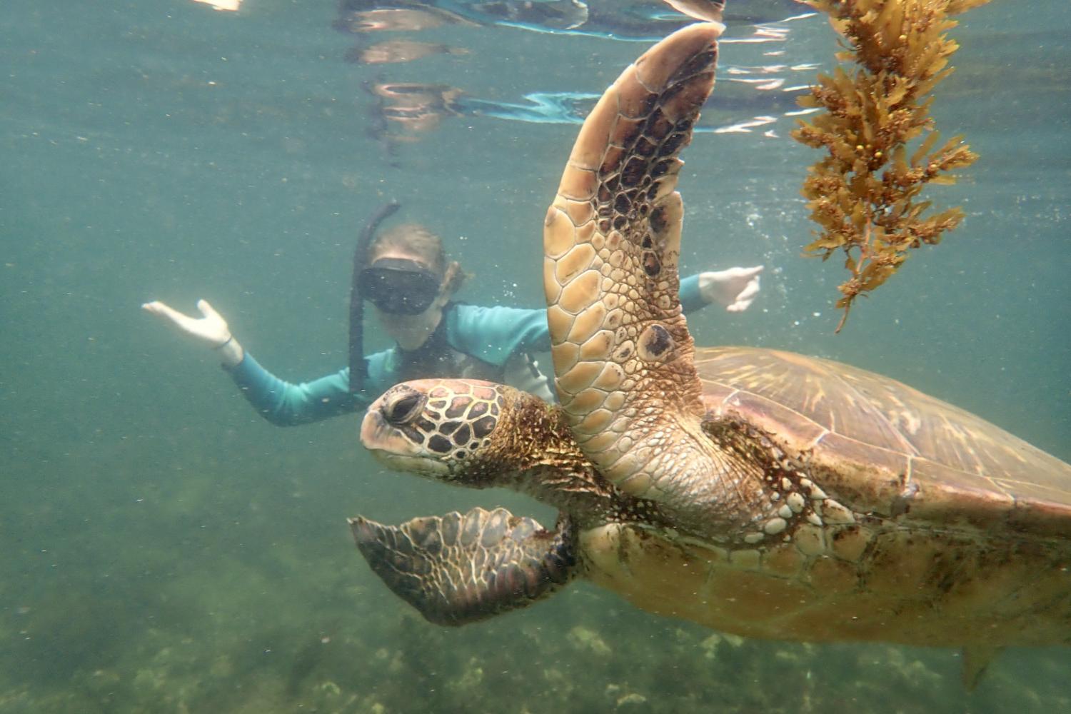 一名<a href='http://mu.lfkgw.com/'>博彩网址大全</a>学生在Galápagos群岛游学途中与一只巨龟游泳.